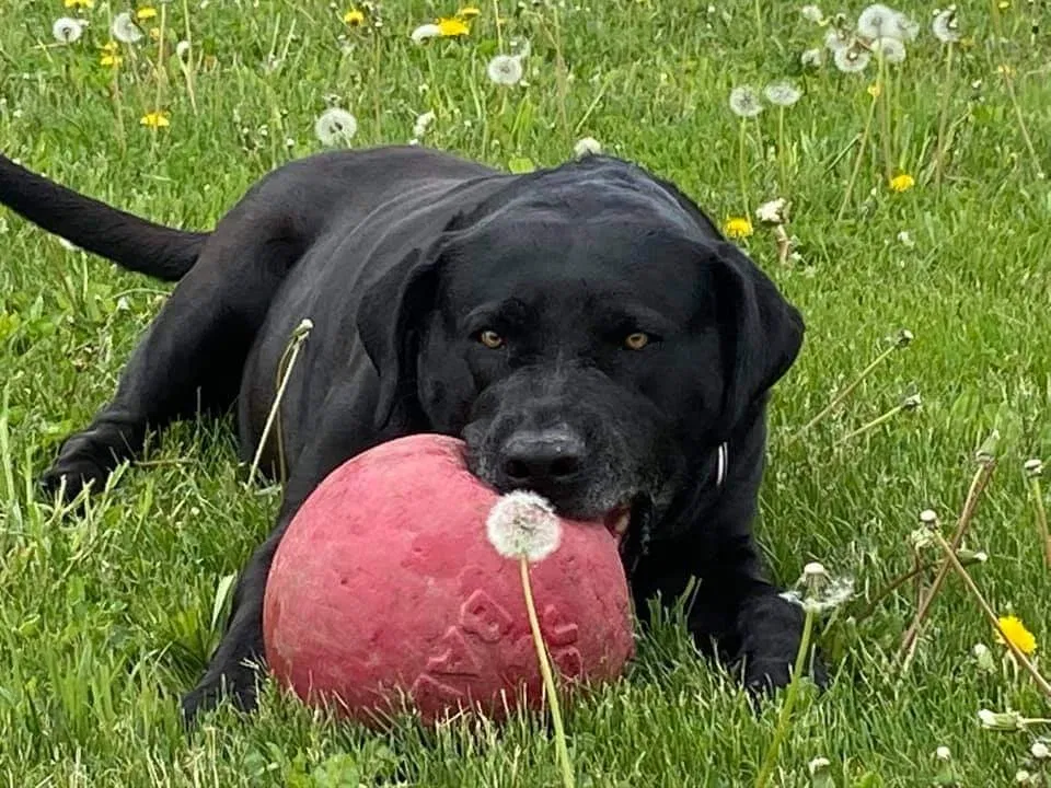 Lost dog in Bevington, IA, 50033