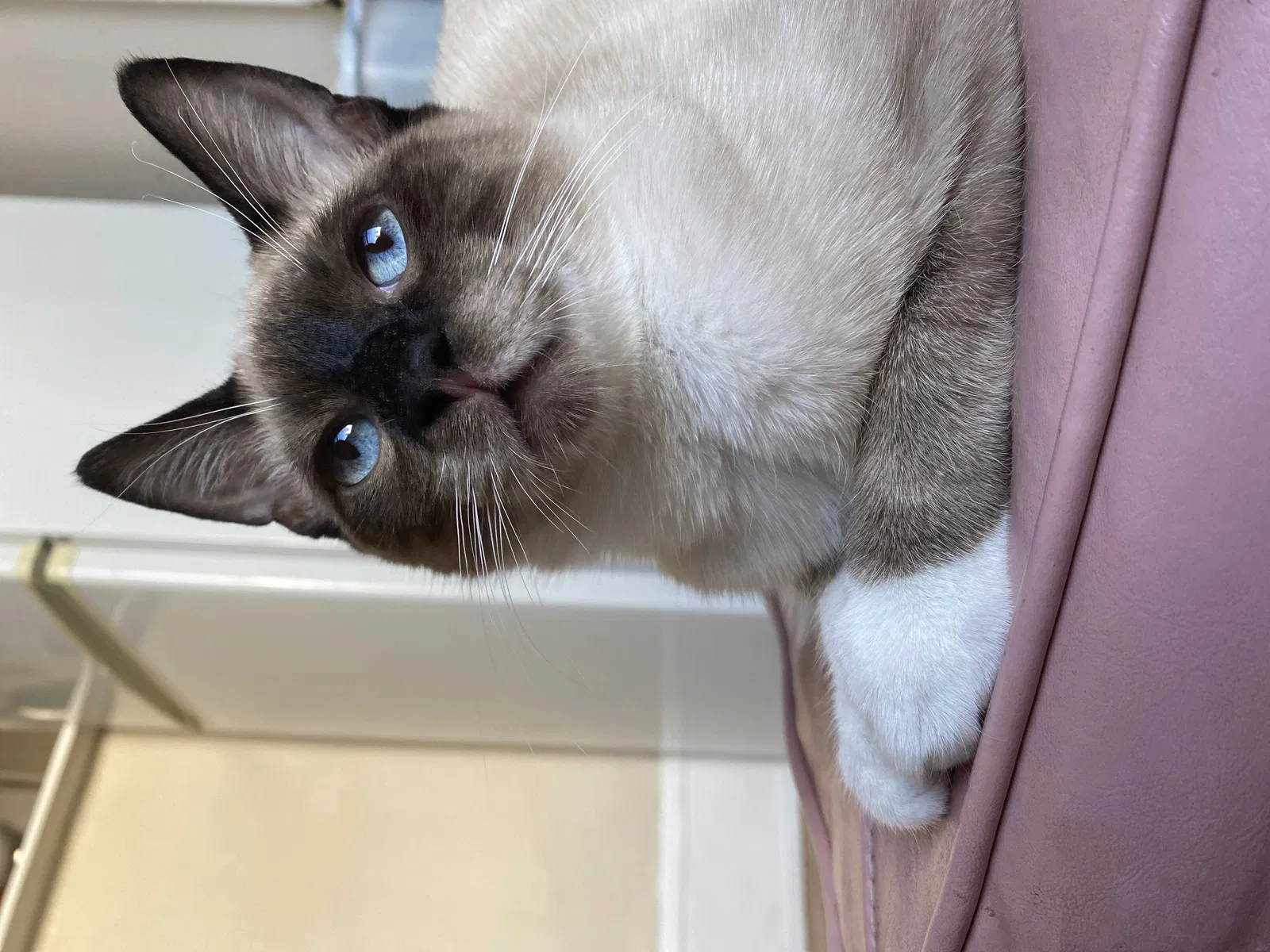 Lost cat in Portland, OR, 97215