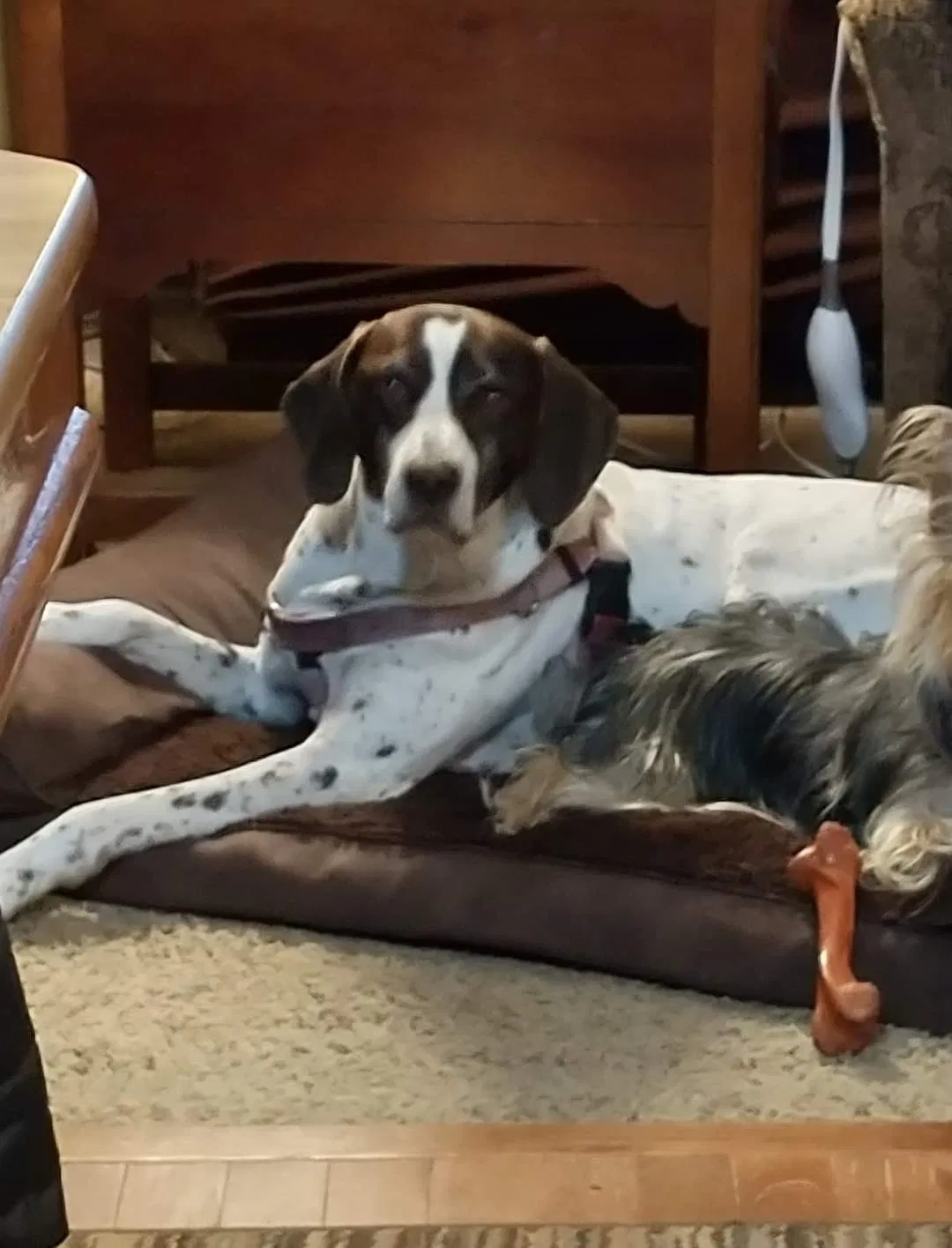 Lost dog in Bevington, IA, 50033