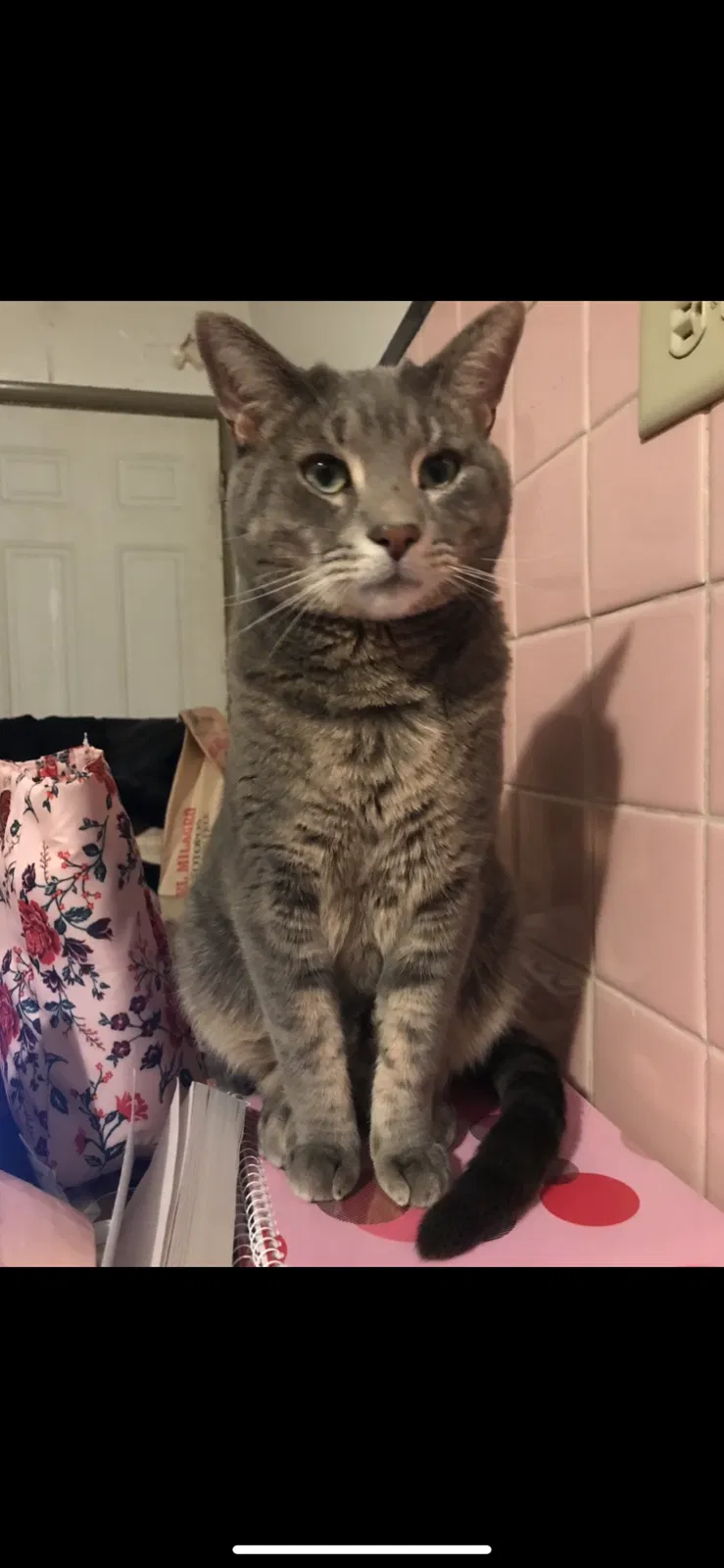 Lost cat in Saint Louis, MO, 63114