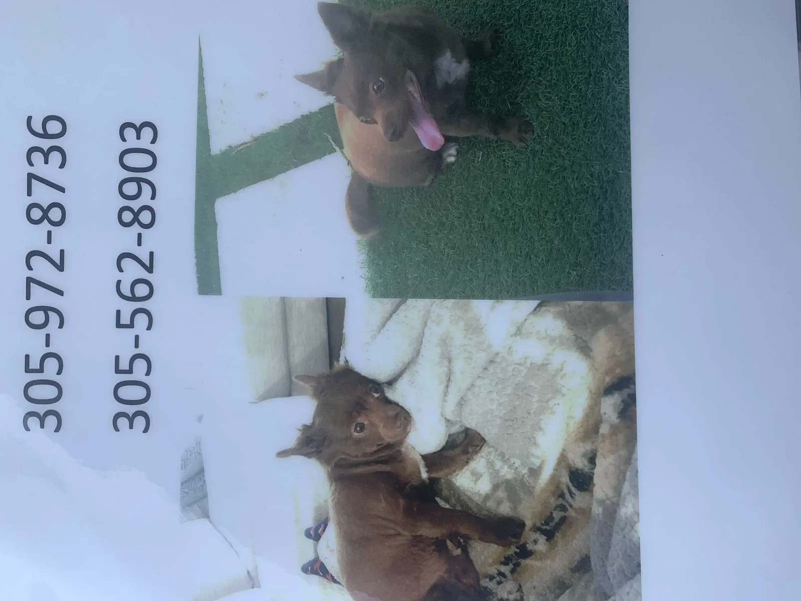 Lost dog in Miami, FL, 33145
