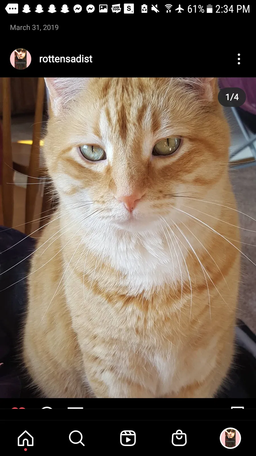 Lost cat in Green Bay, WI, 54302