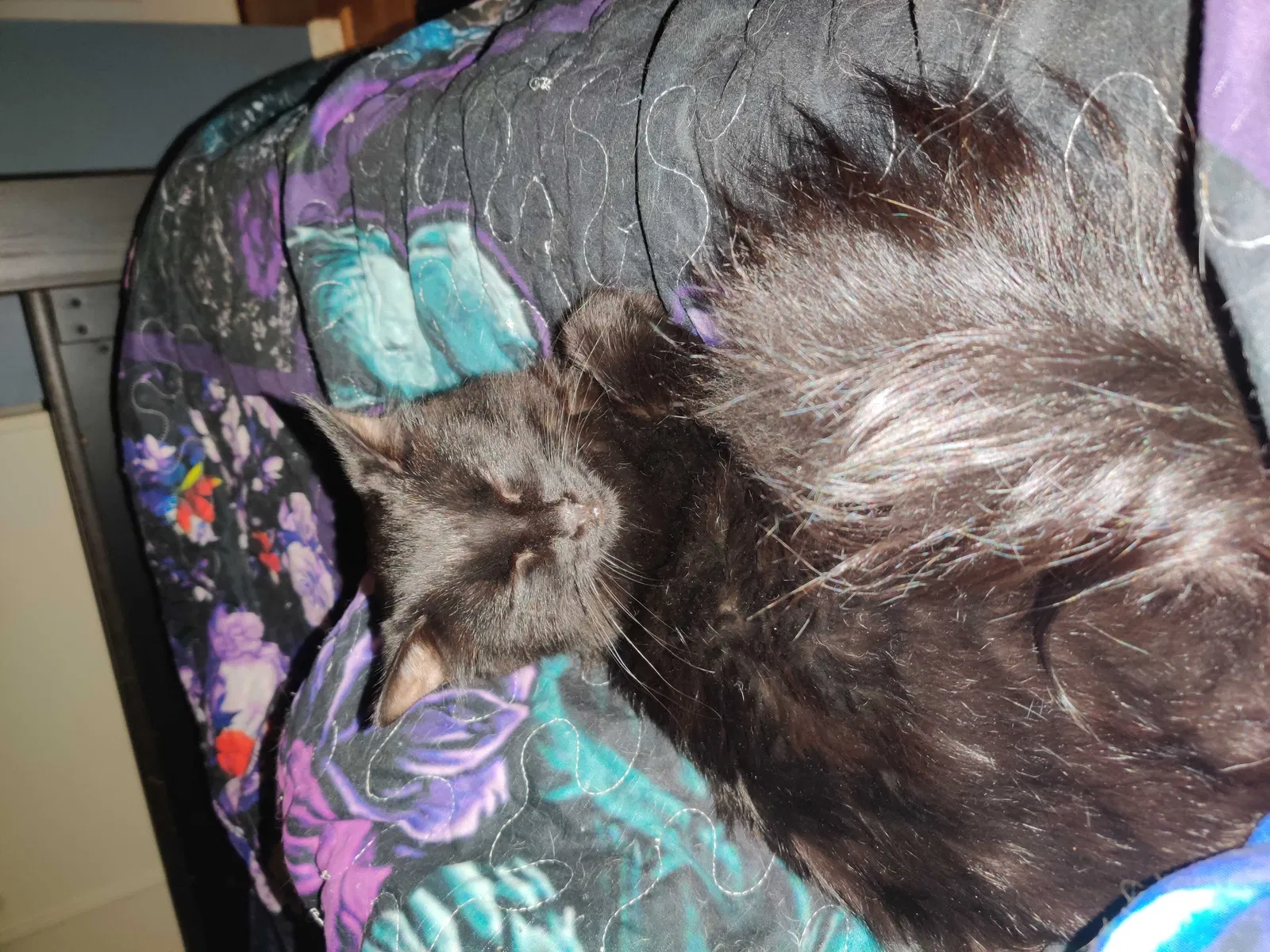 Lost cat in Belton, MO, 64012