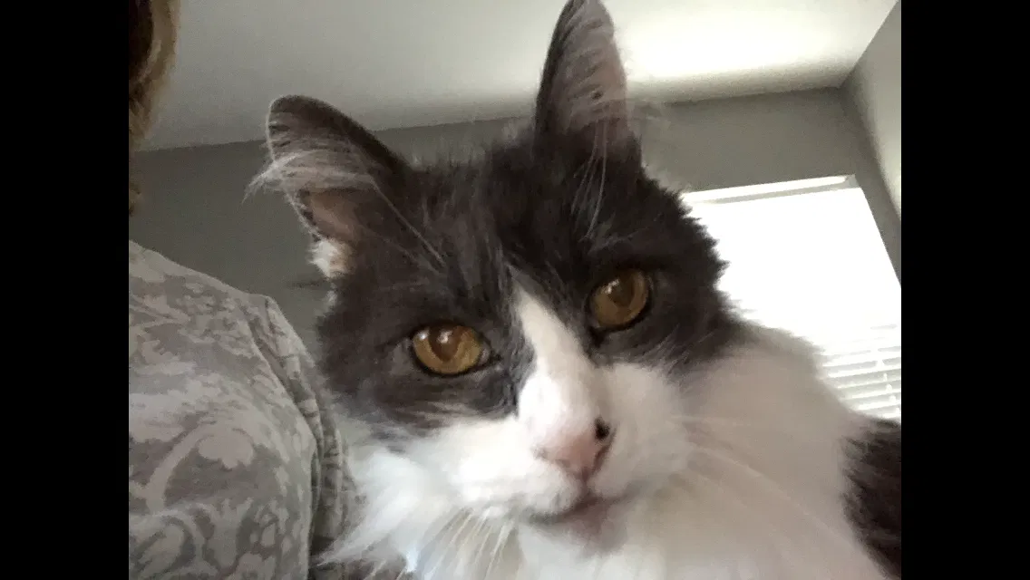 Lost cat in Vacaville, CA, 95688