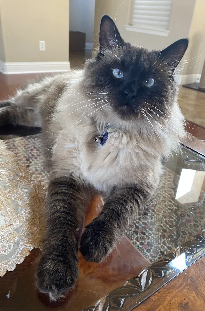 Lost cat in Fresno, CA, 93722