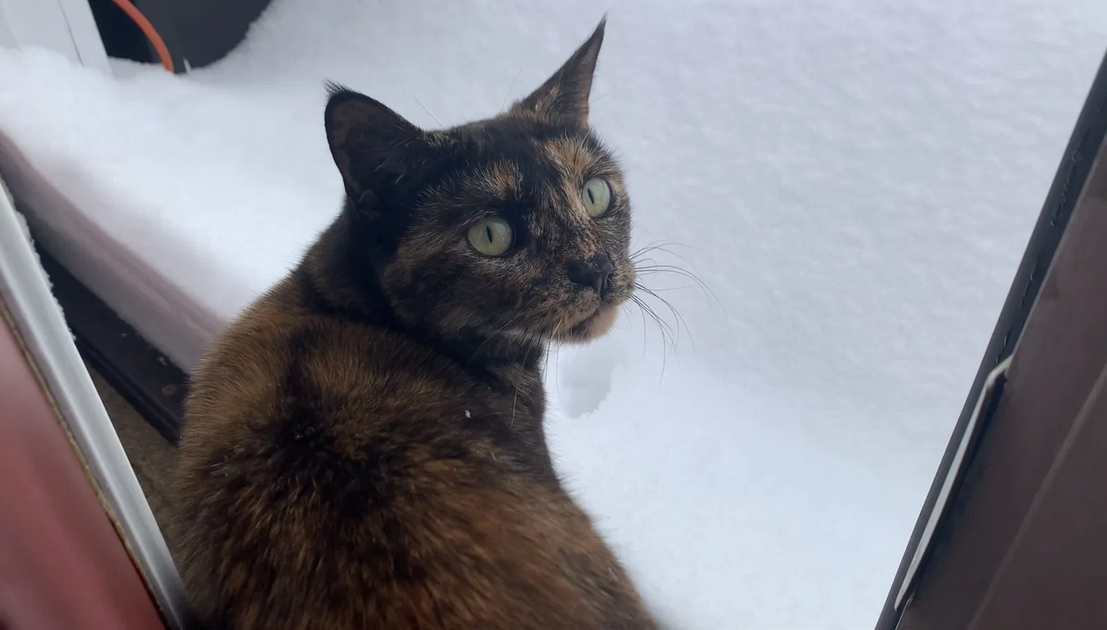 Lost cat in Concord, NH, 3301