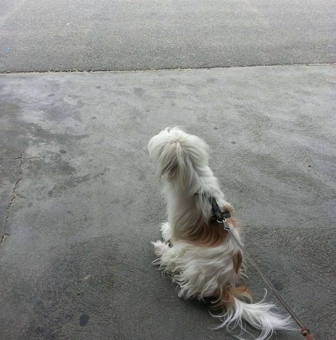 Lost dog in Venice, CA, 90291