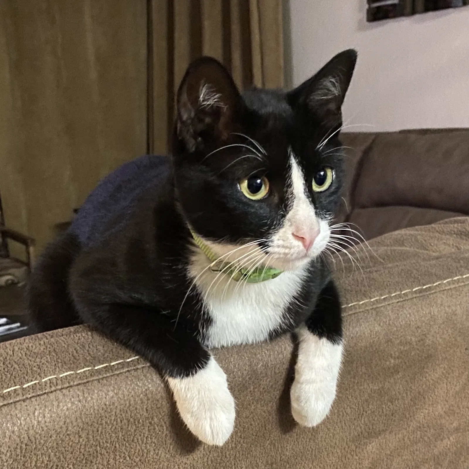 Lost cat in Fresno, CA, 93730