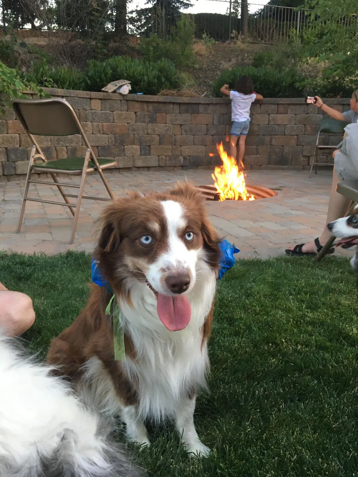 Lost dog in Caldwell, ID, 83607