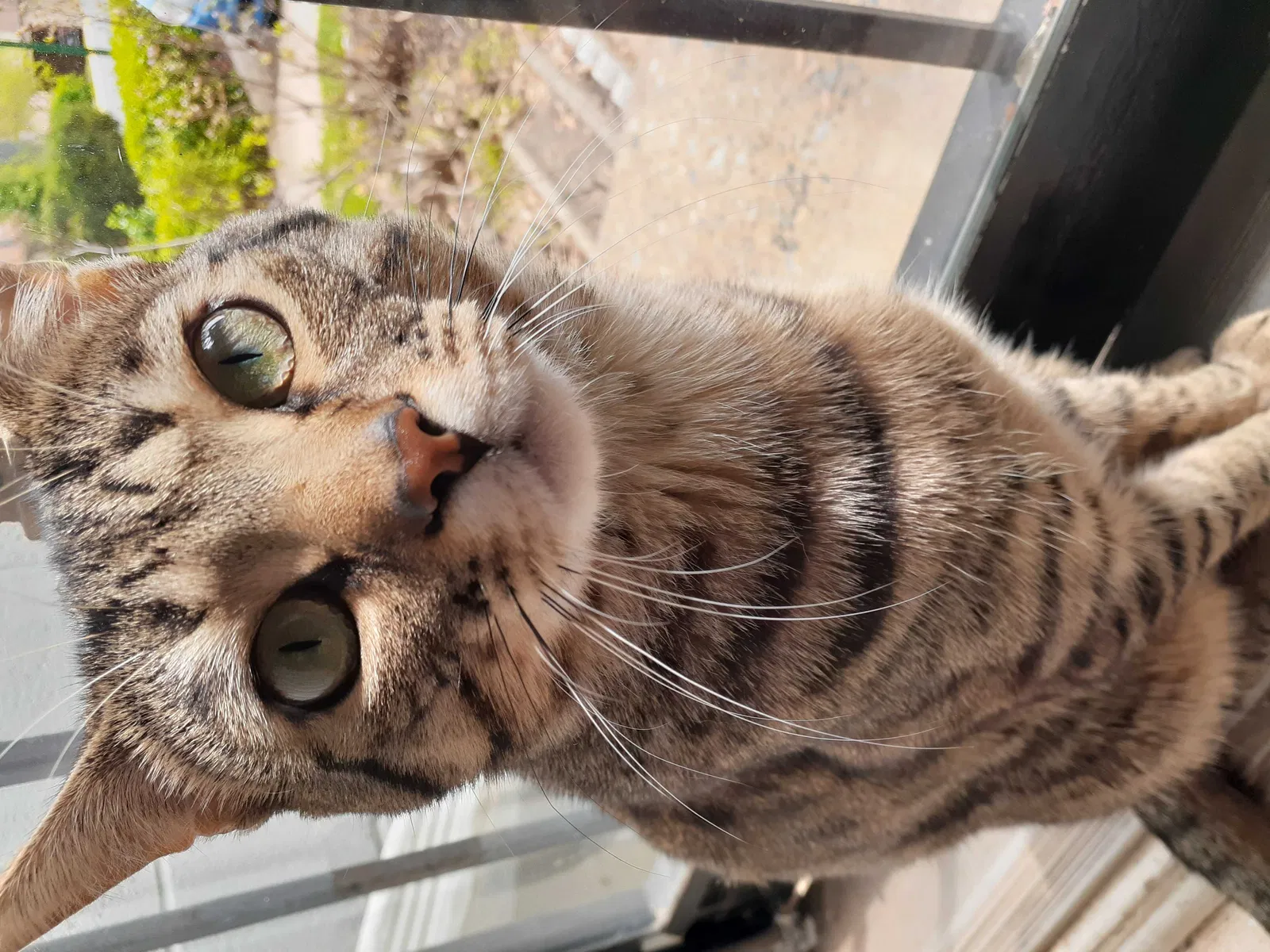 Lost cat in Alexandria, VA, 22309