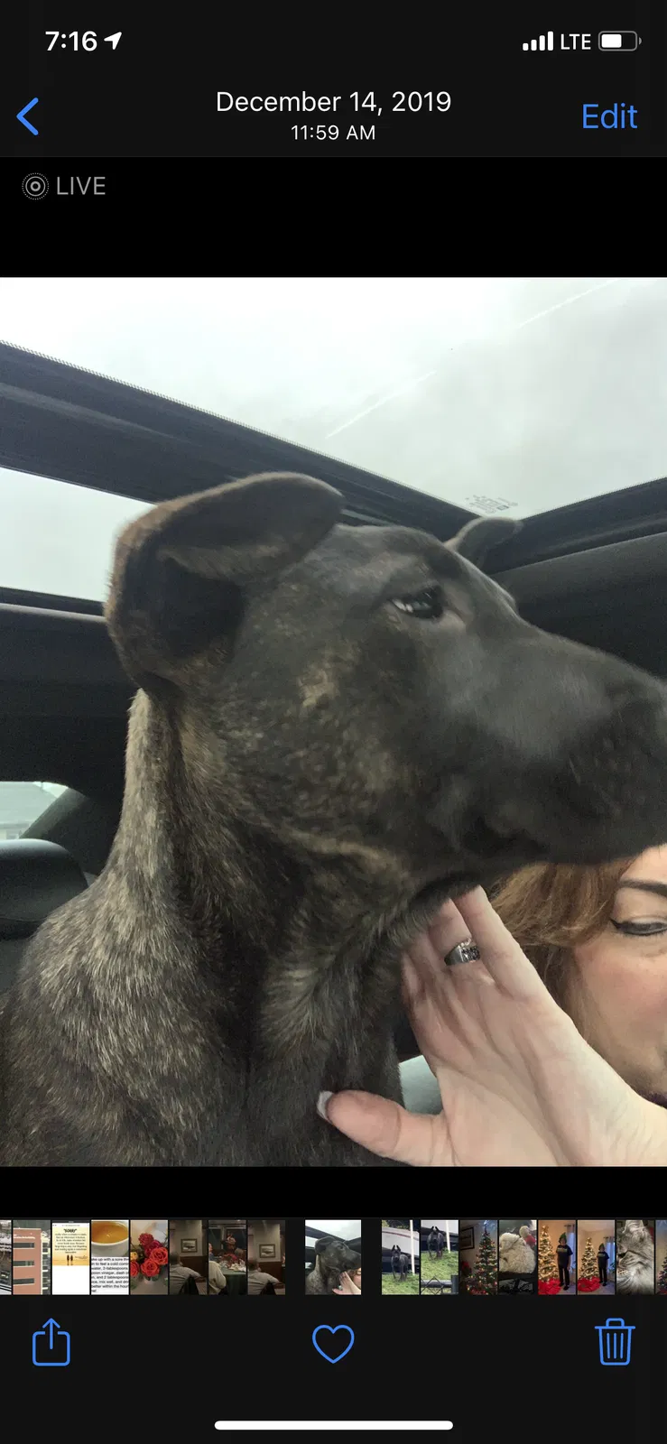 Lost dog in Tacoma, WA, 98404