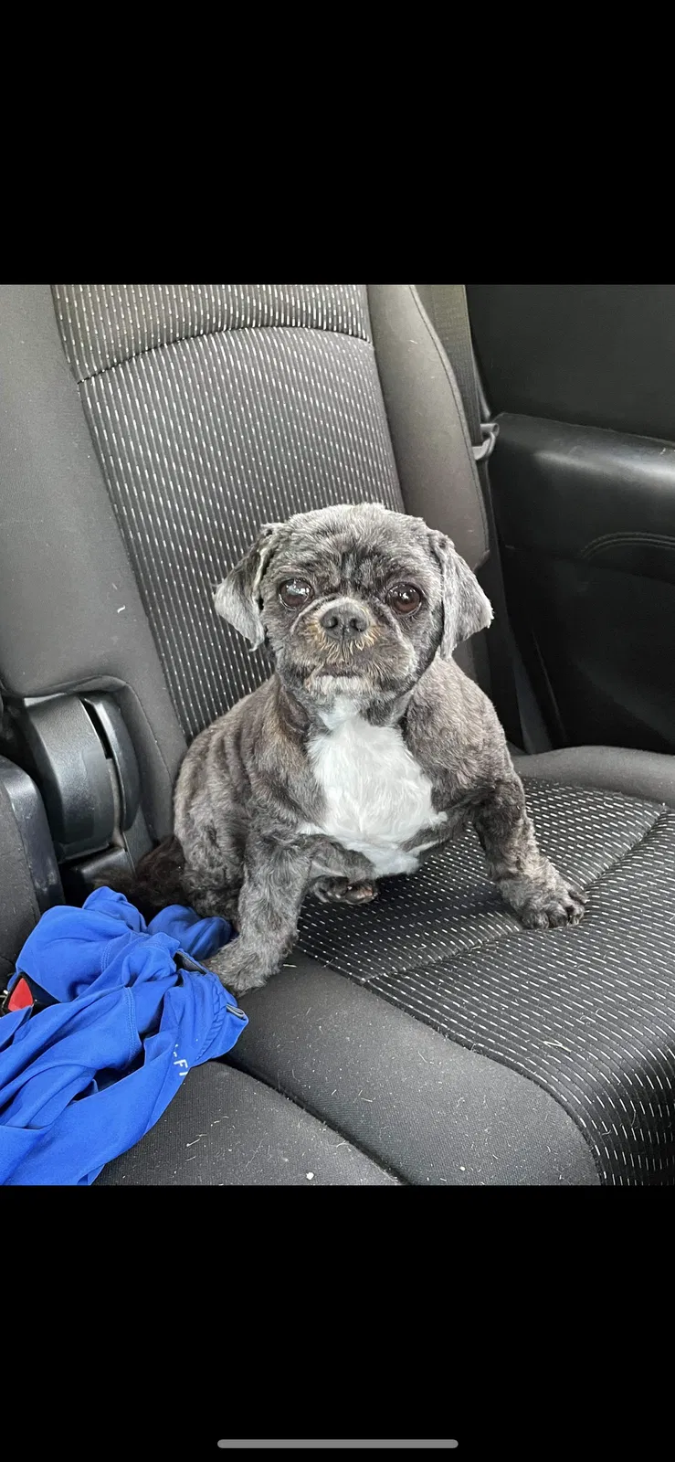 Lost dog in Monessen, PA, 15062