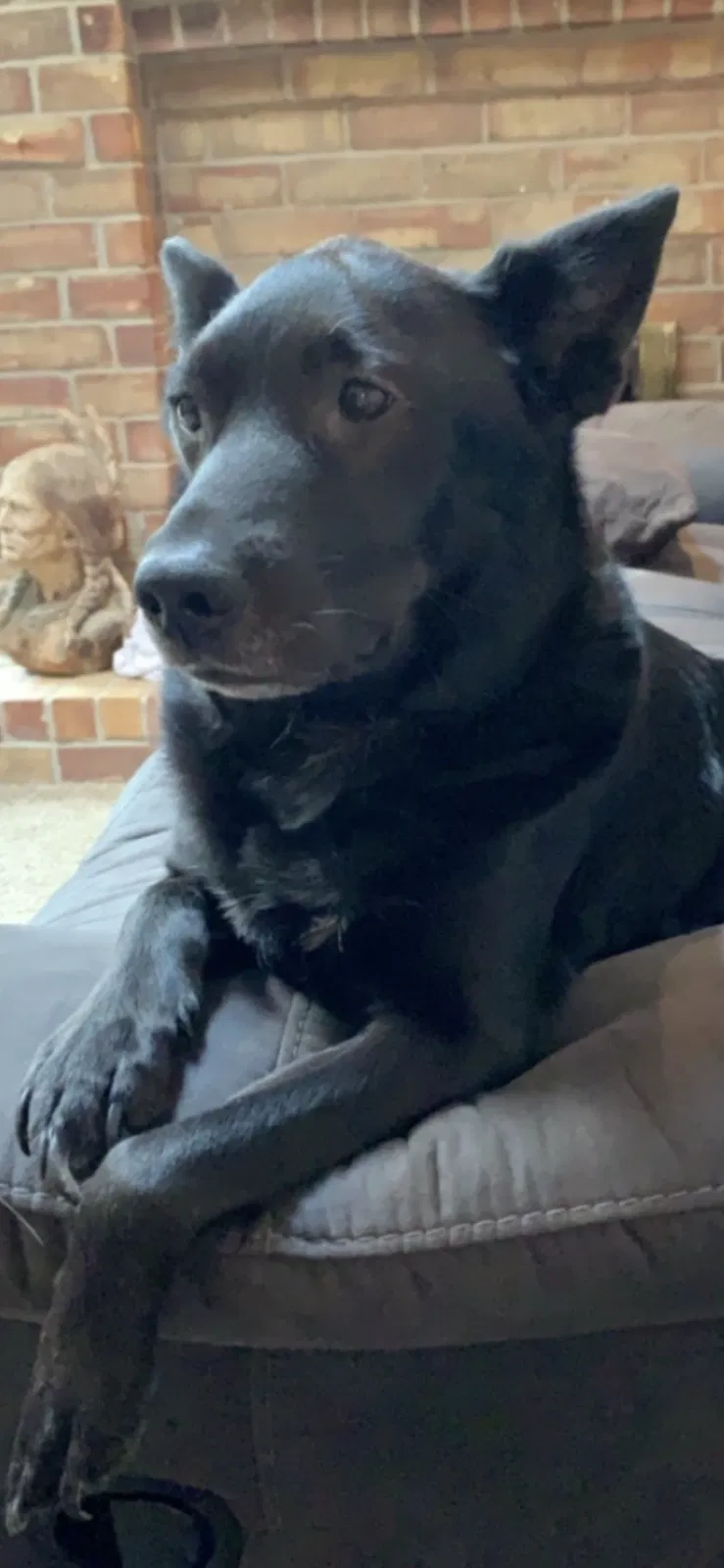 Lost dog in Houston, TX, 77065