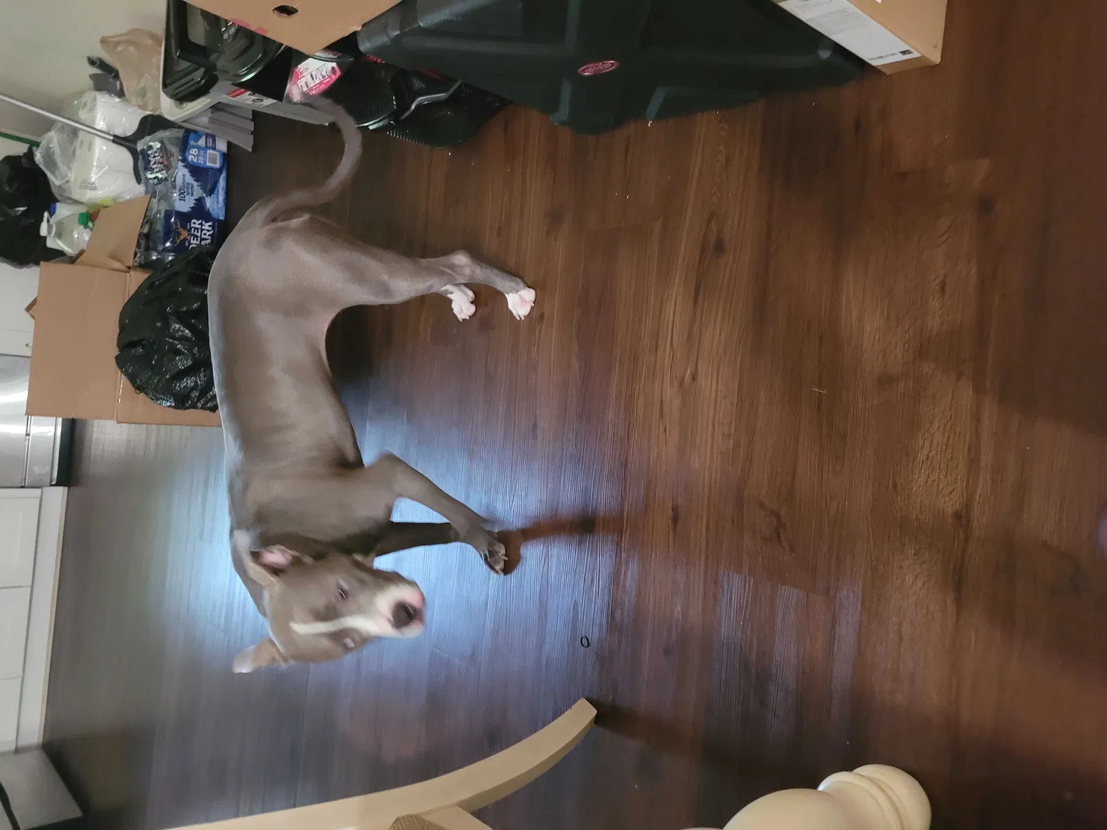 Lost dog in Douglasville, GA, 30134