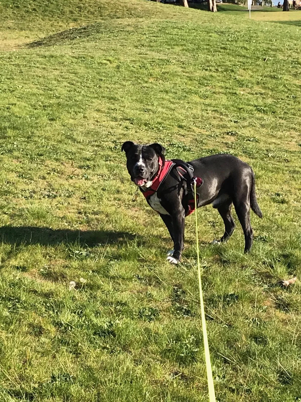 Lost dog in Mountlake Terrace, WA, 98043
