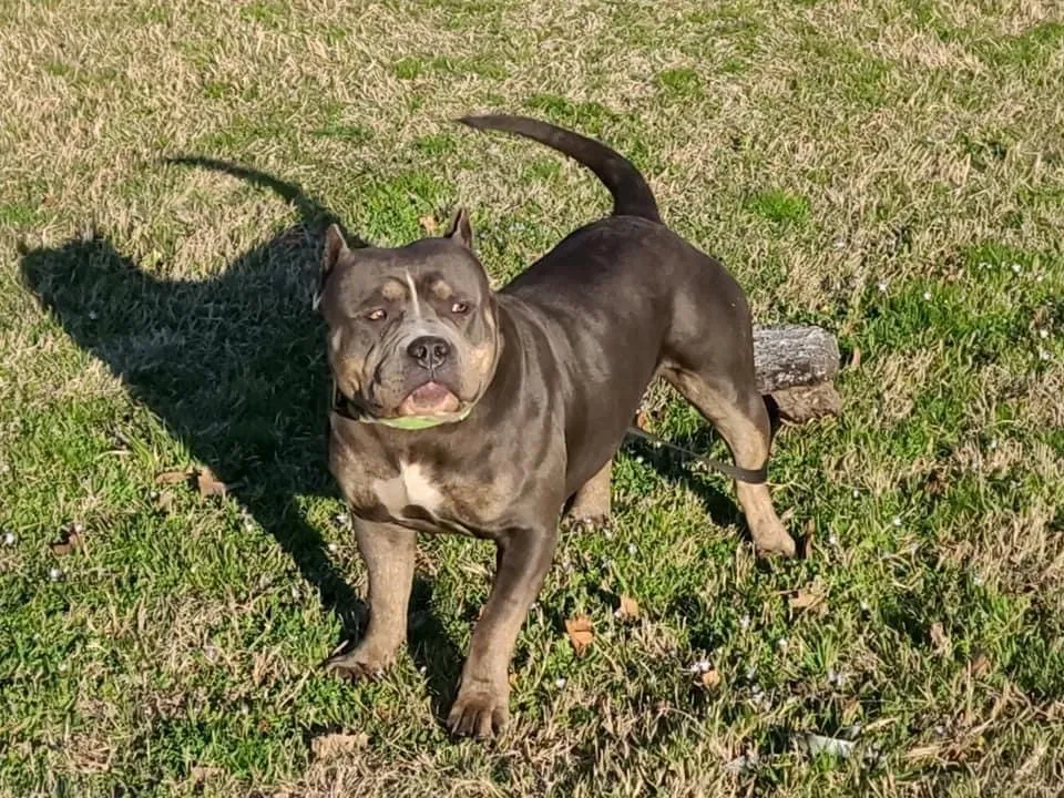 Lost dog in Edmond, OK, 73034