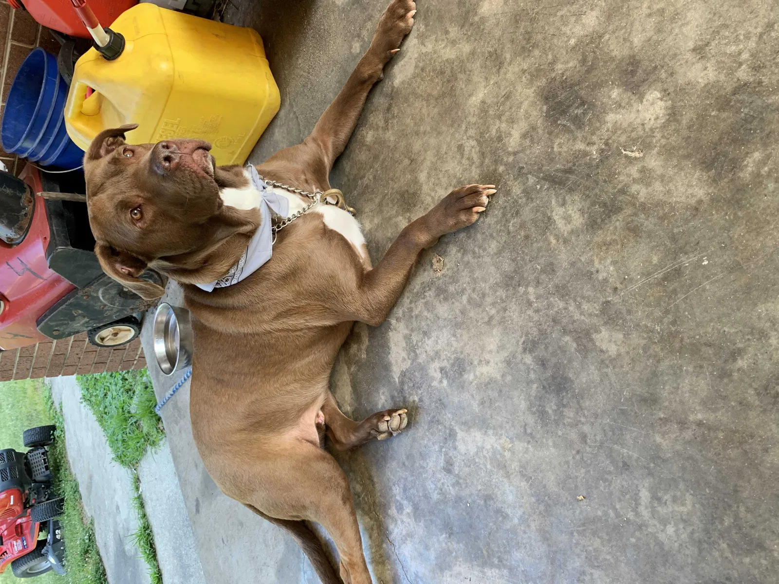 Lost dog in Silver Spring, MD, 20904