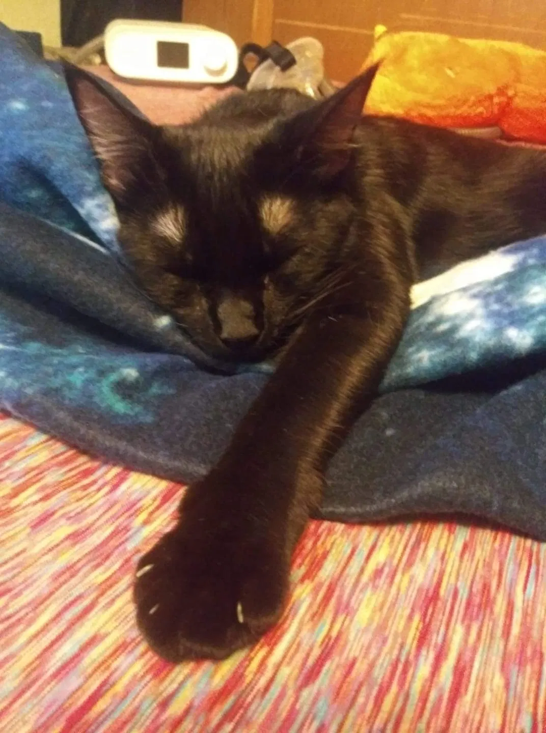 Lost cat in Tampa, FL, 33604