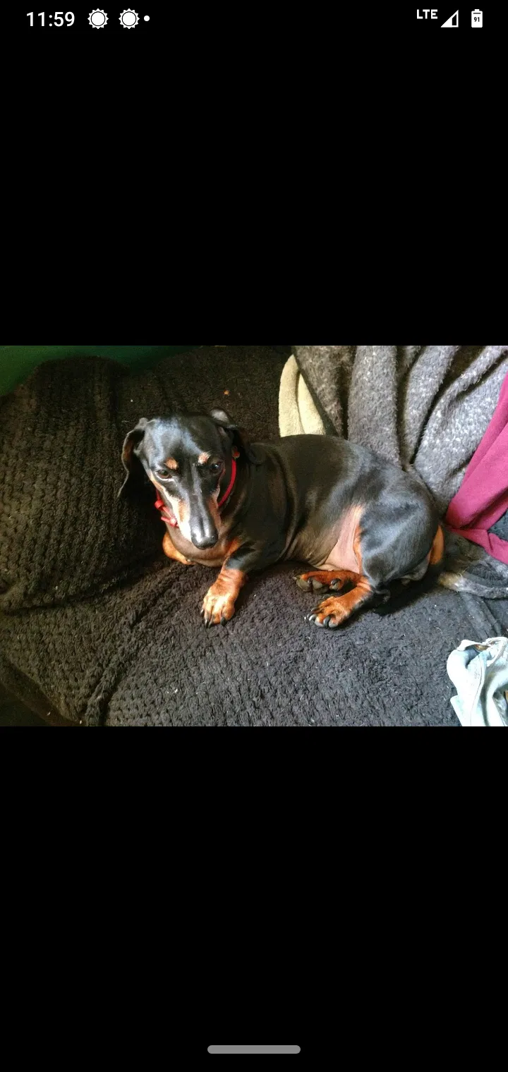 Lost dog in Middletown, NY, 10940