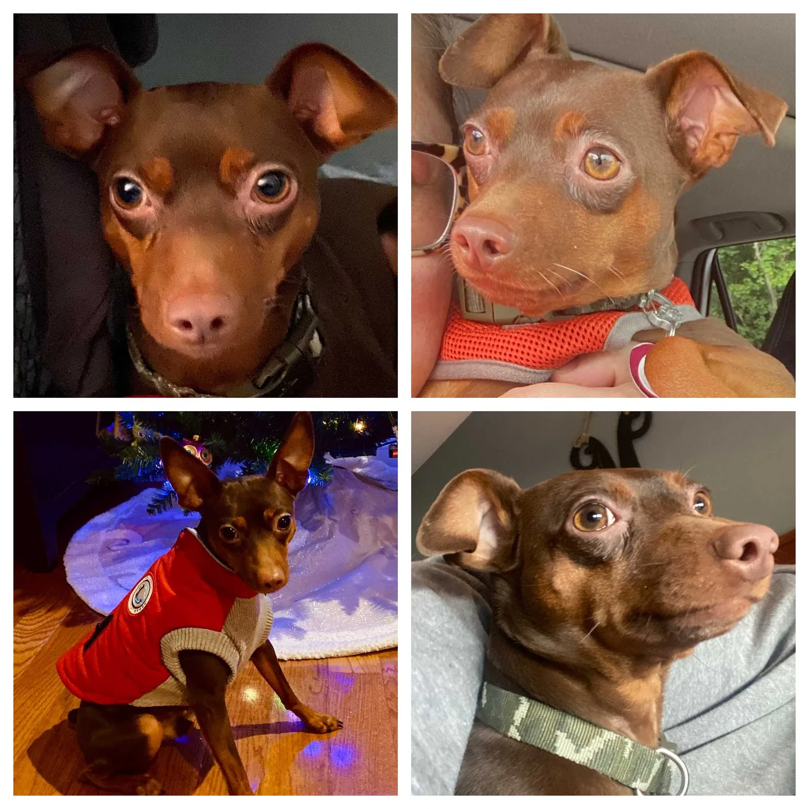 Lost dog in Kingston, MA, 2364