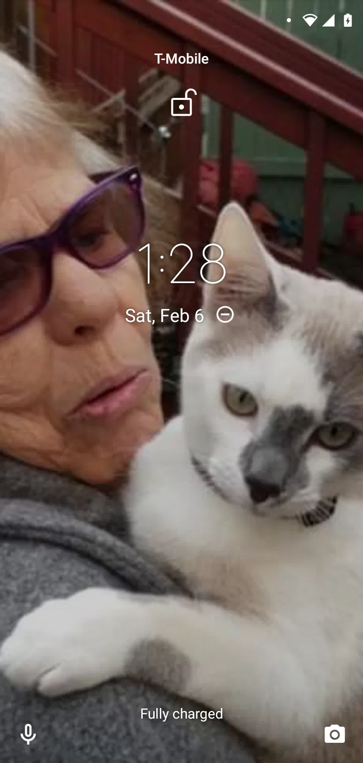 Lost cat in Salem, OR, 97304