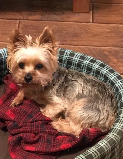 Lost dog in Houston, TX, 77083