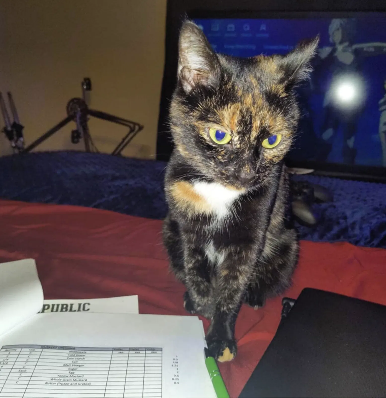 Lost cat in Columbus, OH, 43221