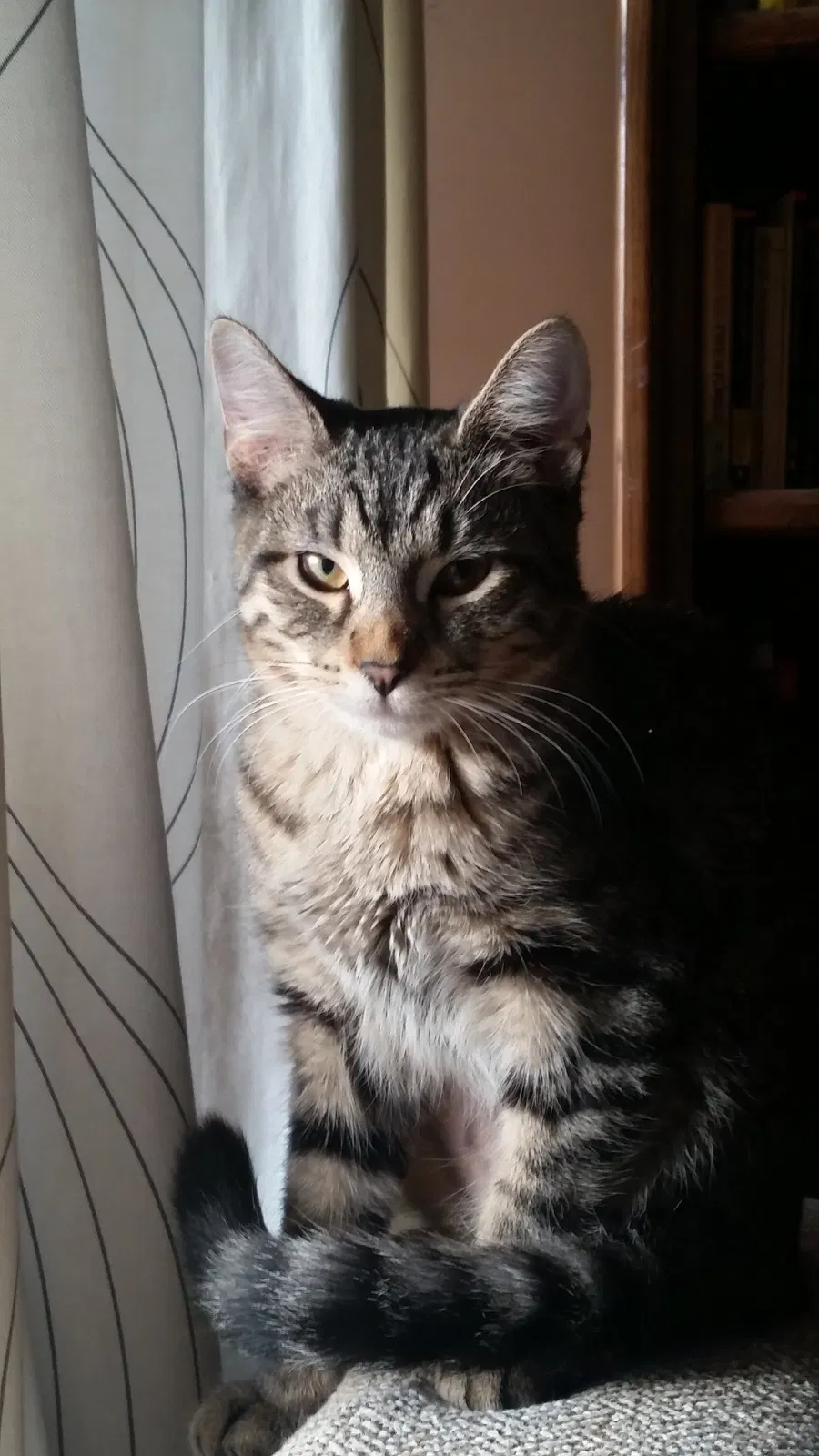 Lost cat in Chicago, IL, 60618