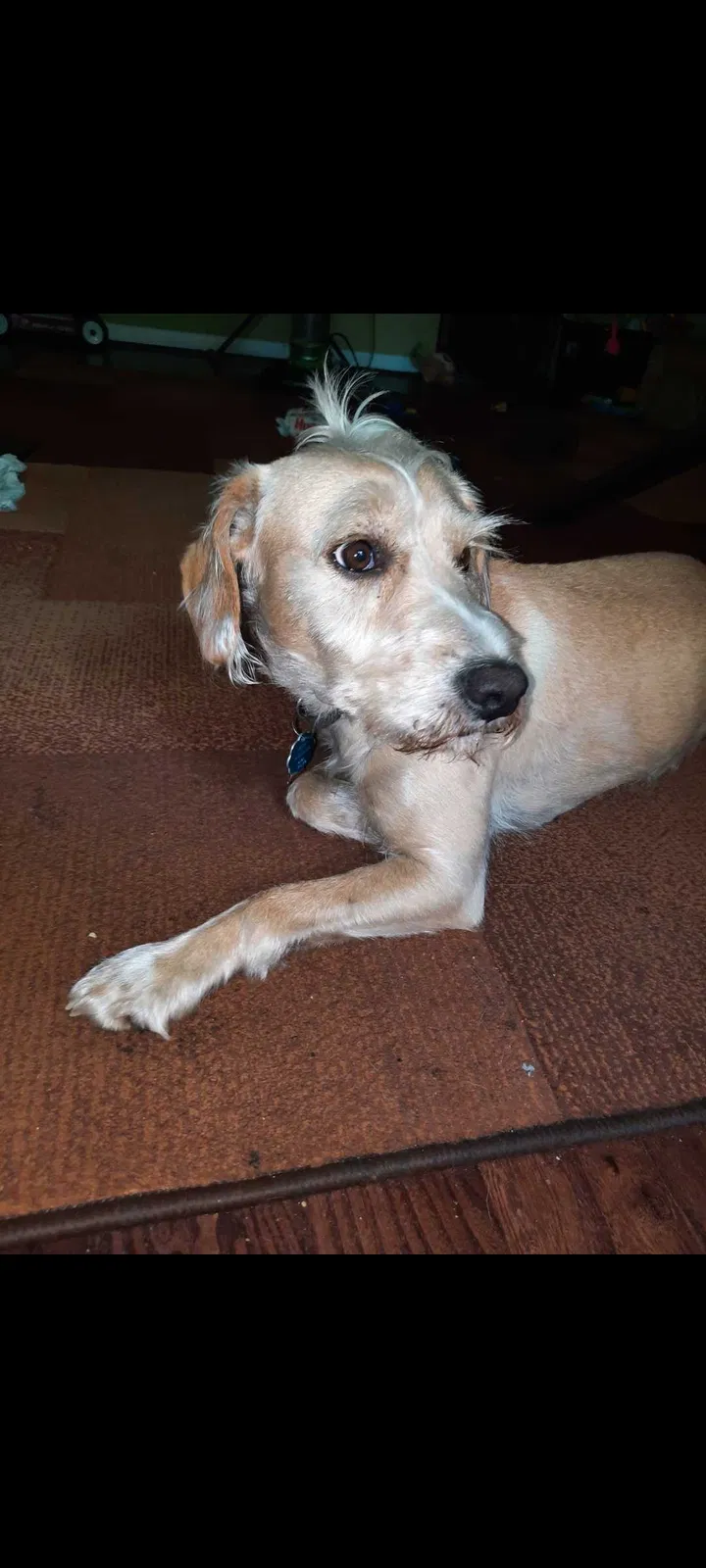 Lost dog in Charleston, WV, 25314