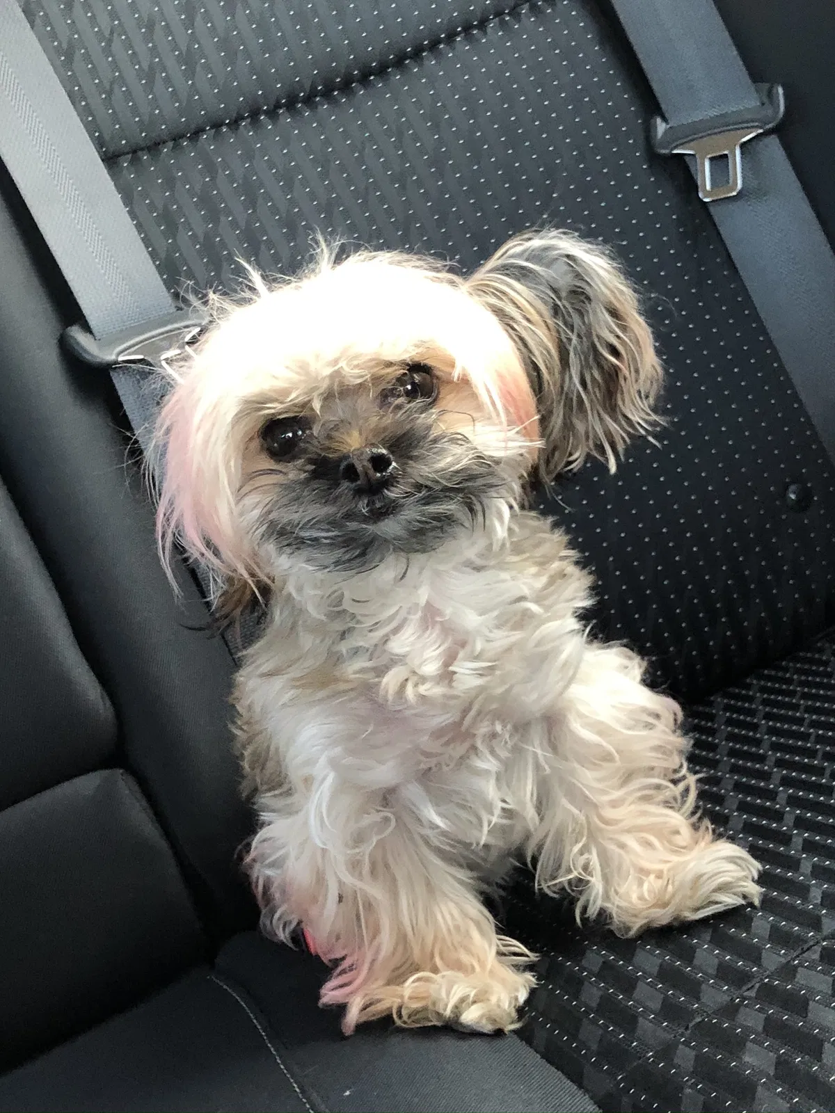 Lost dog in Fontana, CA, 92337