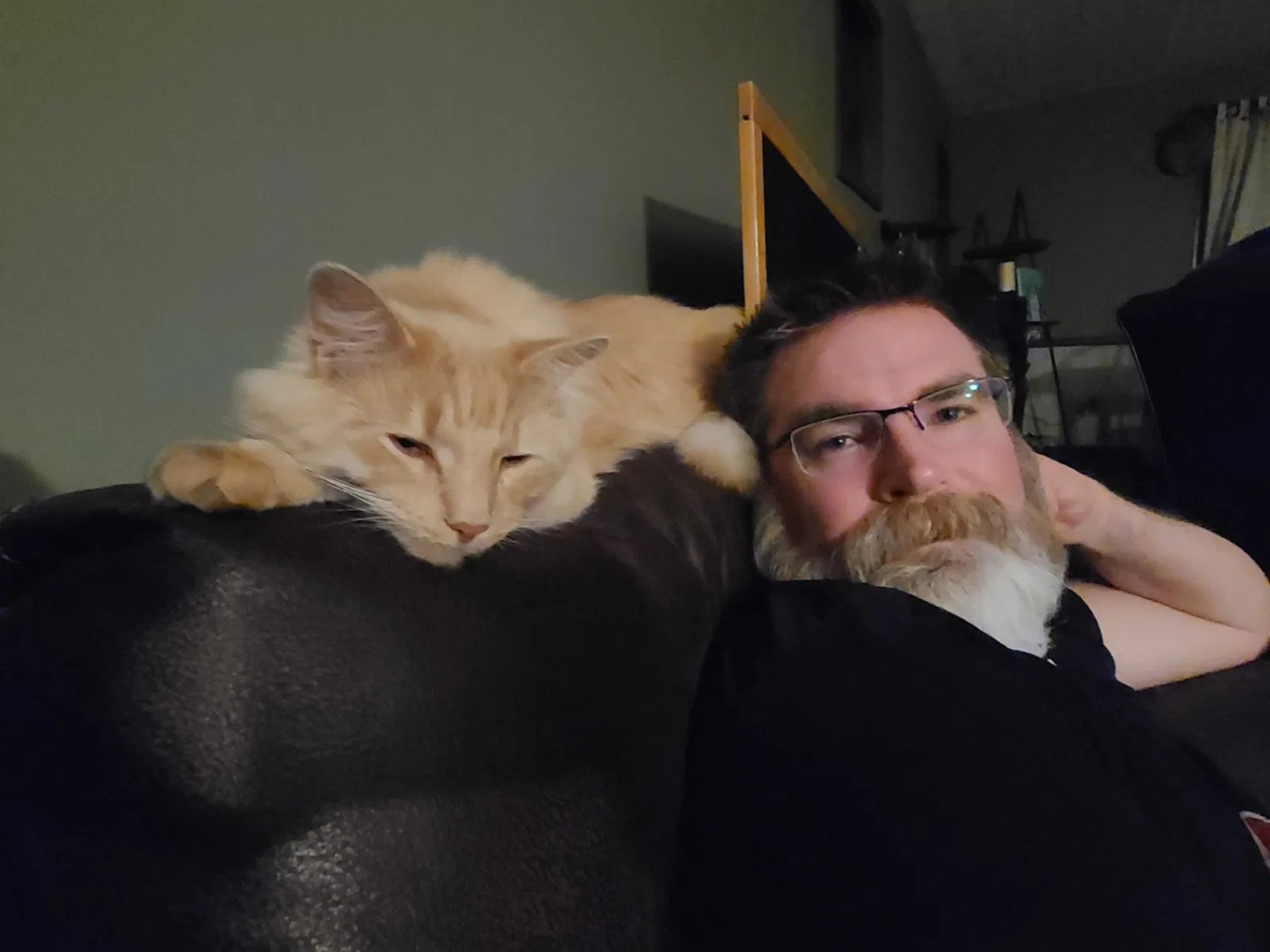 Lost cat in Groveport, OH, 43125