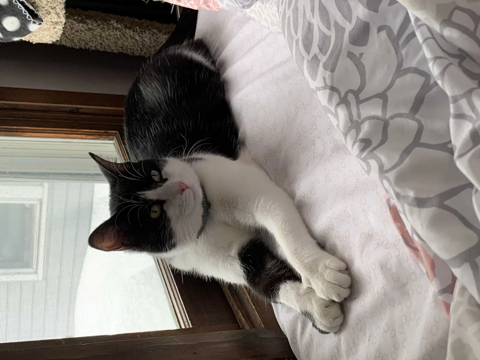 Lost cat in Tinley Park, IL, 60477