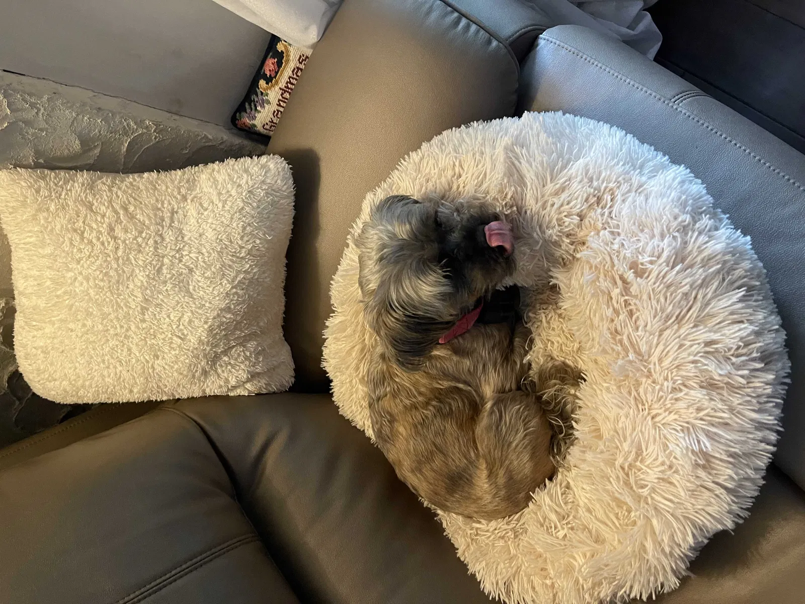 Lost dog in East Aurora, NY, 14052