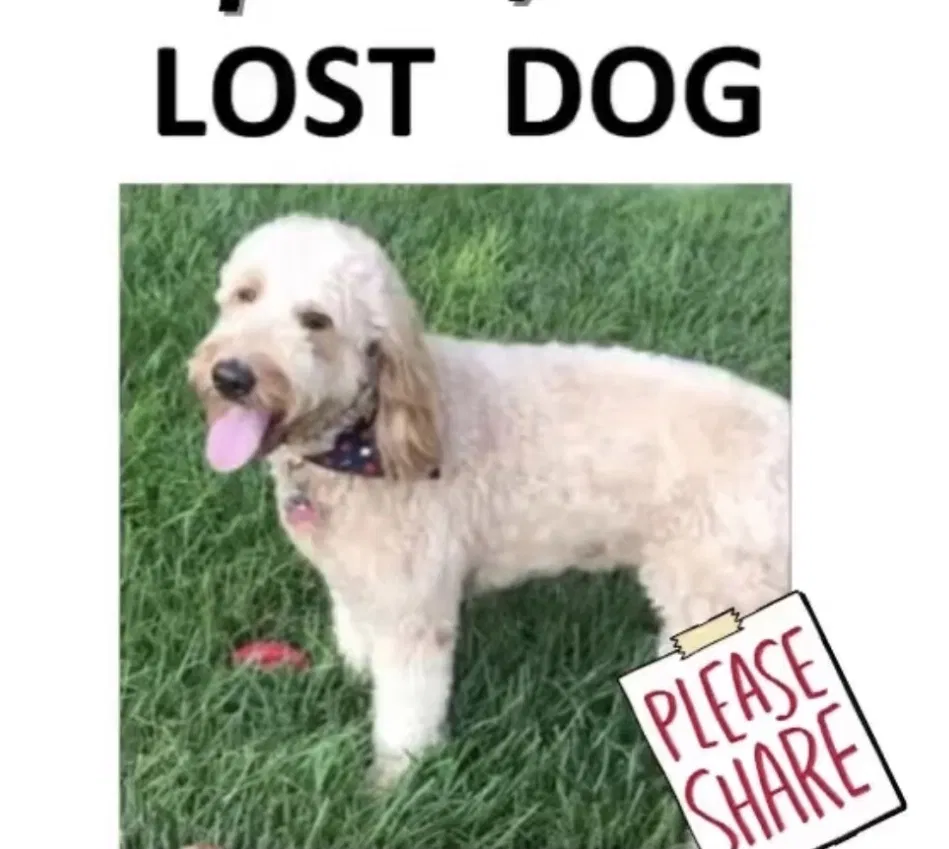 Lost dog in Sheridan, IN, 46069