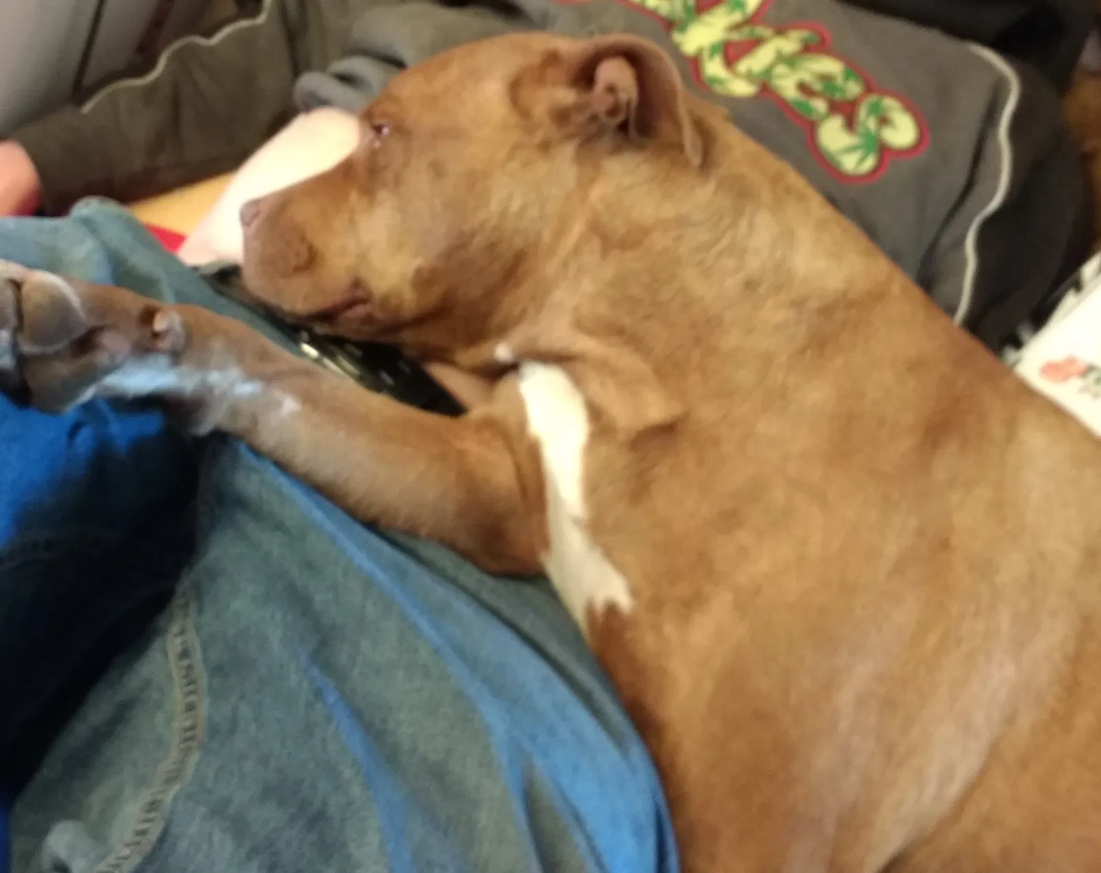 Lost dog in Sacramento, CA, 95820