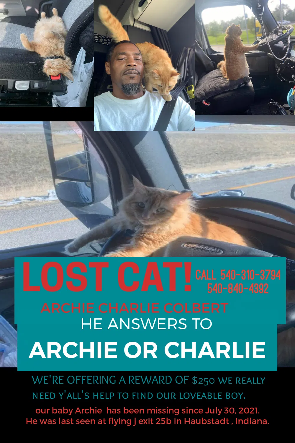 Lost cat in Haubstadt, IN, 47639