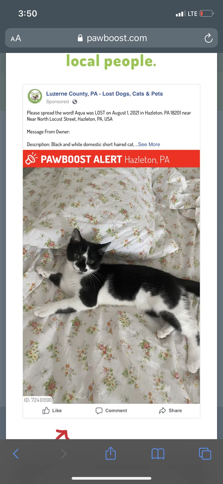 Lost cat in Hazleton, PA, 18201