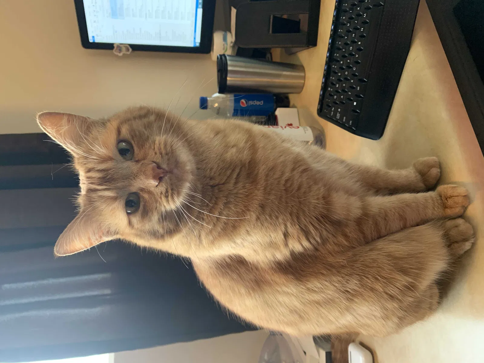 Lost cat in West Jordan, UT, 84081