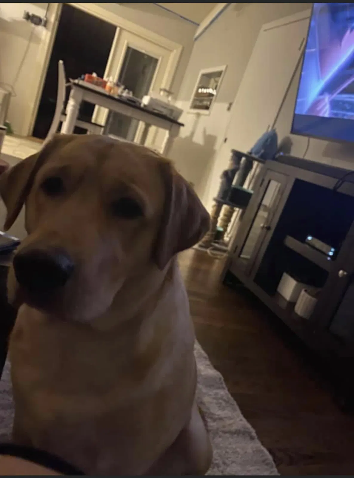 Lost dog in Kansas City, MO, 64152