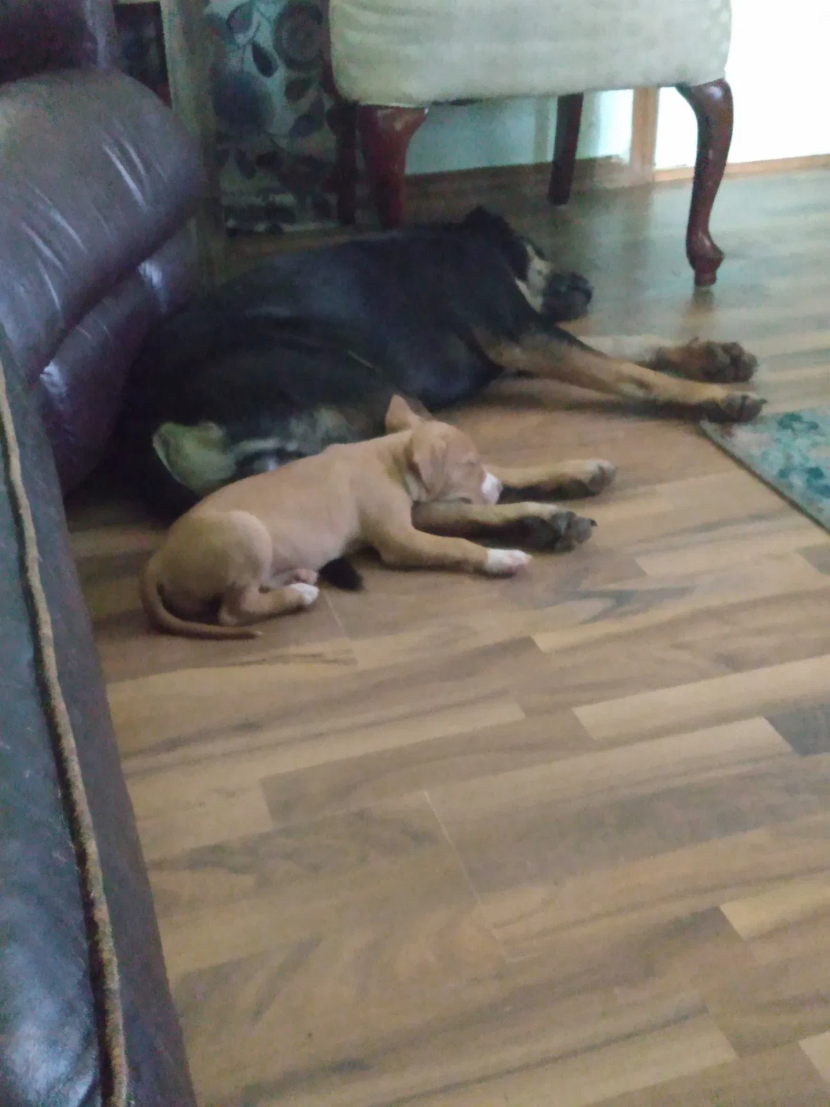 Lost dog in Lexington, OK, 73051