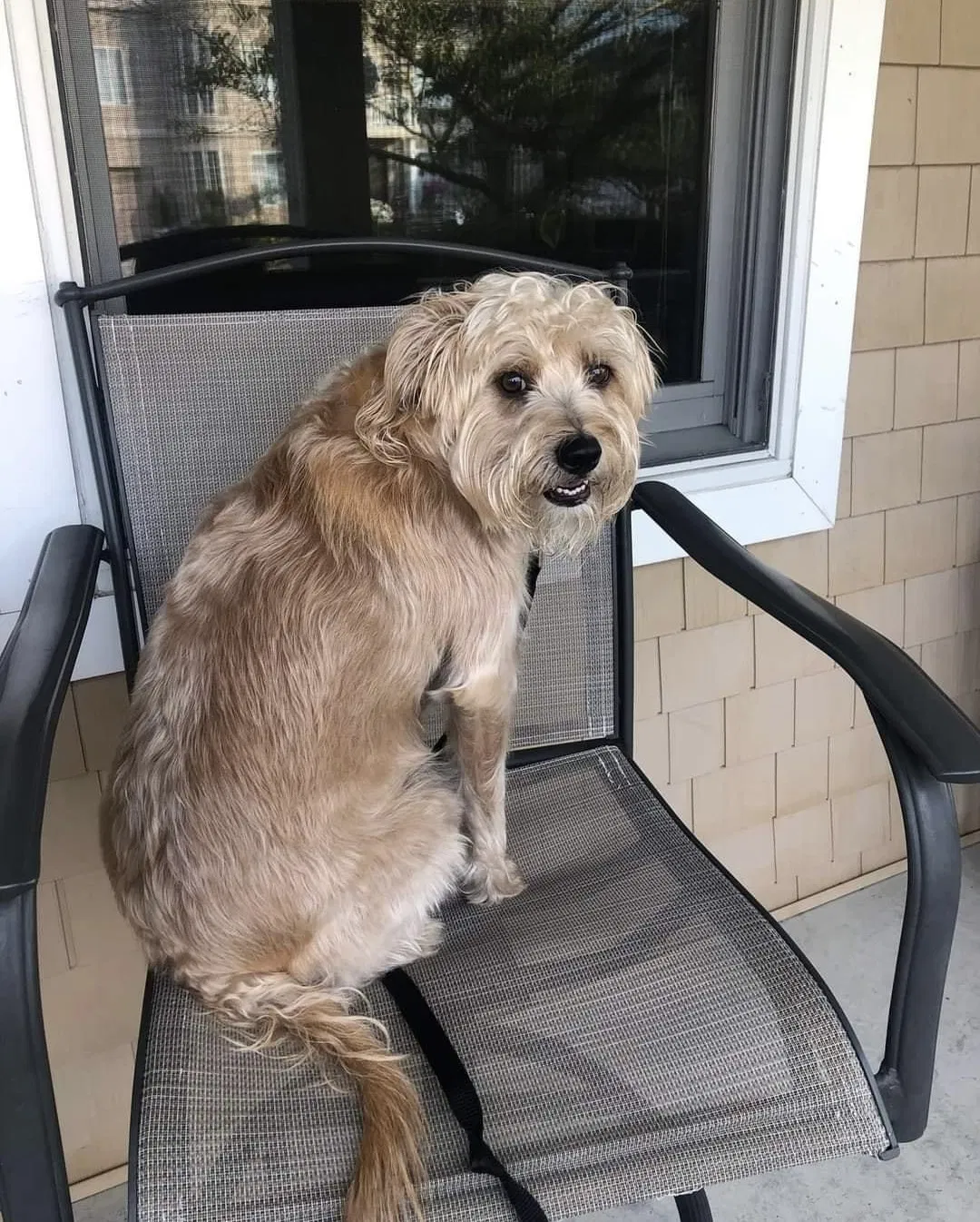 Lost dog in North Canton, OH, 44720