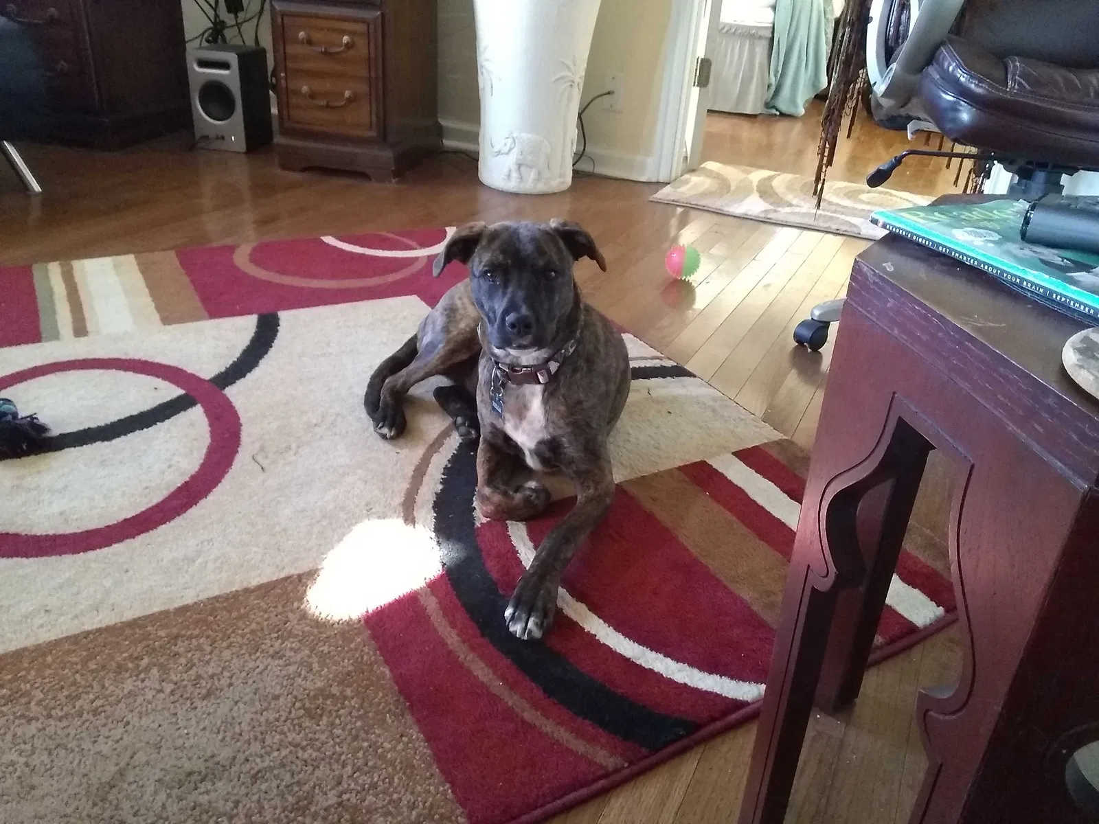 Lost dog in Tulsa, OK, 74107