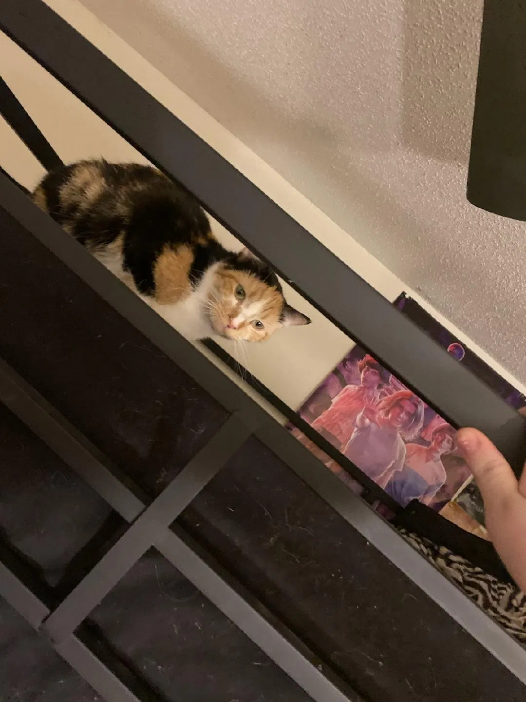 Lost cat in Minneapolis, MN, 55433
