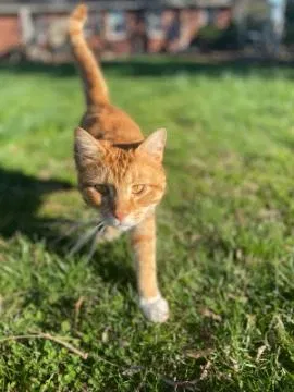 Lost cat in Blandon, PA, 19510