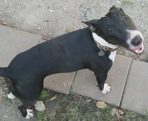 Lost dog in South Houston, TX, 77587