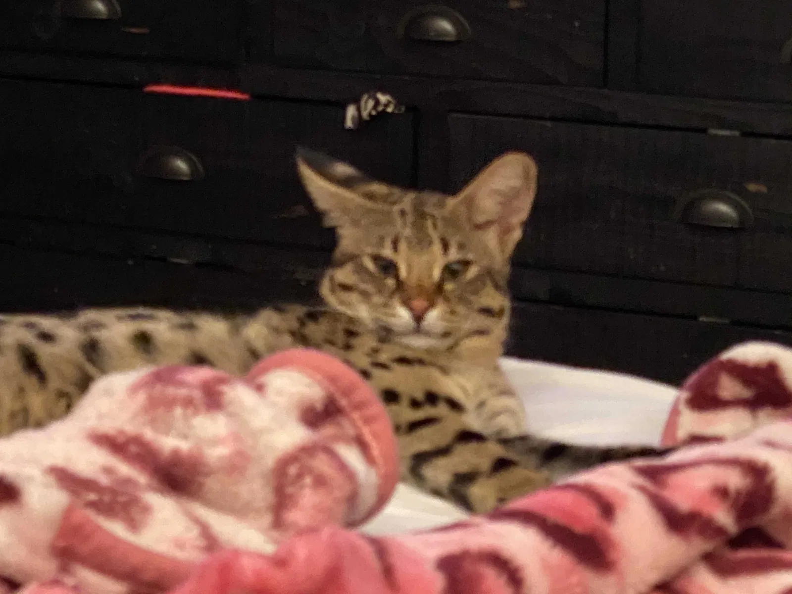 Lost cat in San Diego, CA, 92117