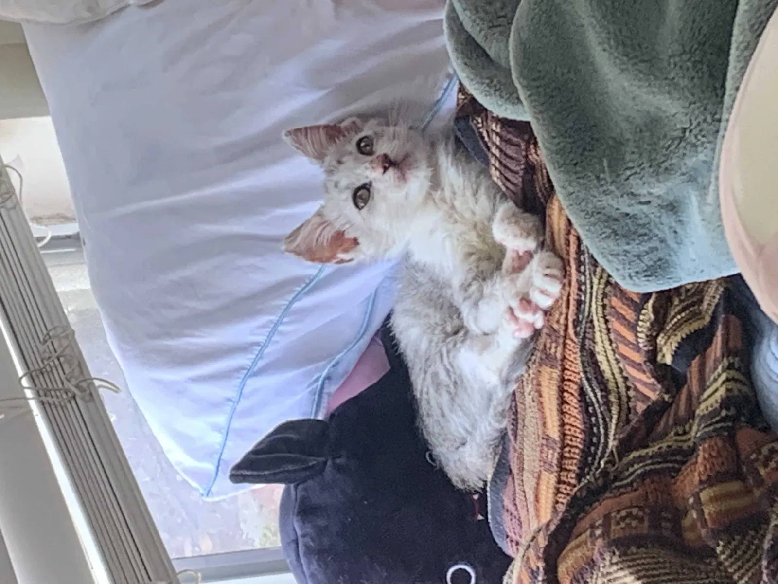Lost cat in San Bernardino, CA, 92404
