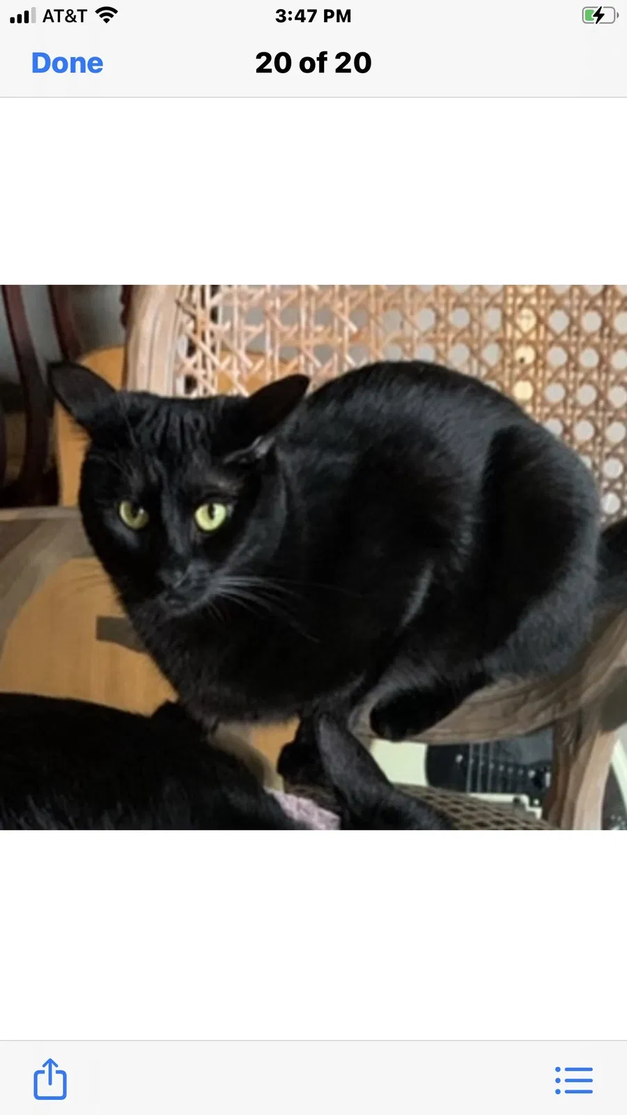 Lost cat in Costa Mesa, CA, 92627