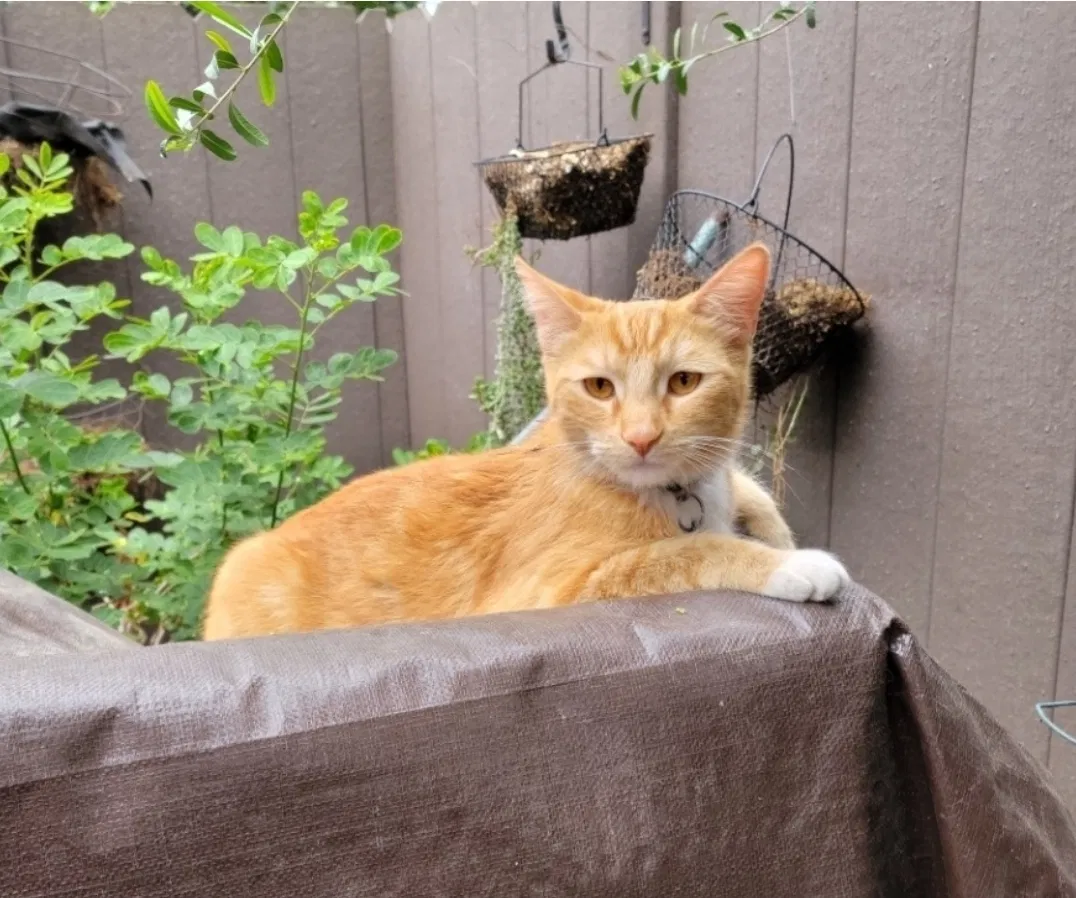 Lost cat in San Gabriel, CA, 91776