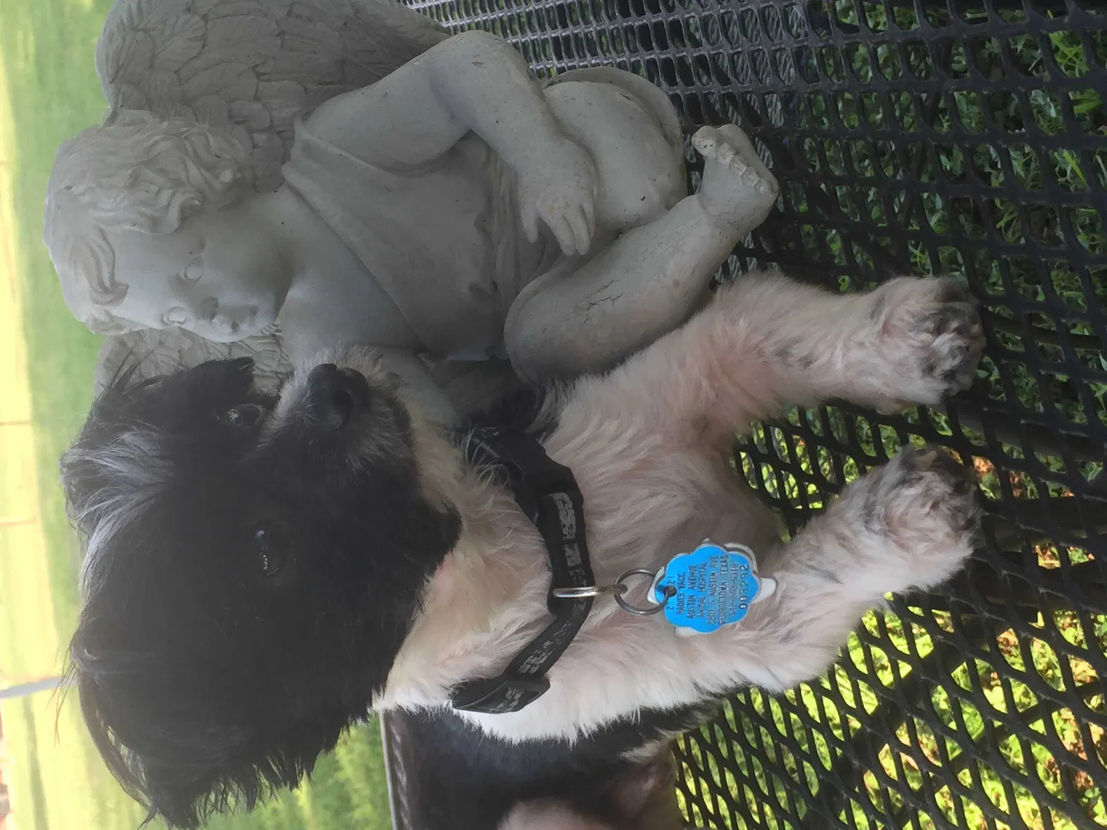 Lost dog in Buda, TX, 78610